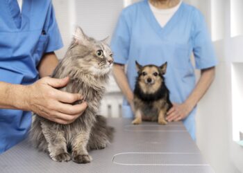 Prefeitura de Itapeva promove vacinação contra a raiva para cães e gatos