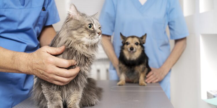 Prefeitura de Itapeva promove vacinação contra a raiva para cães e gatos