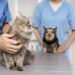 Prefeitura de Itapeva promove vacinação contra a raiva para cães e gatos