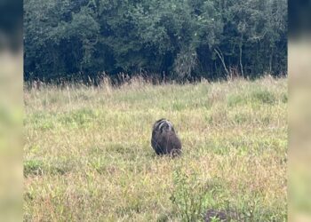 VÍDEO: tamanduá-bandeira é flagrado carregando filhote nas costas na zona rural de Guareí