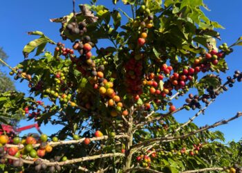 Dia Nacional do Café: conheça características da espécie arábica, cultivada por Sabrina Sato em fazenda no interior de SP