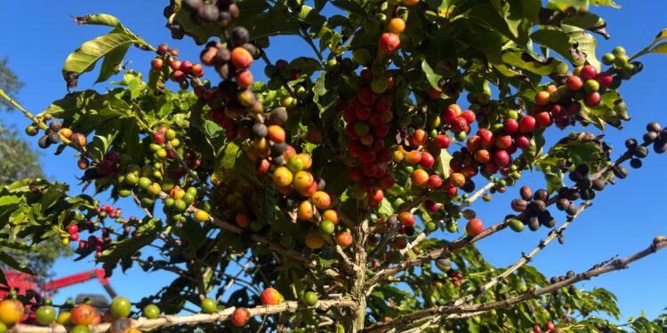 Dia Nacional do Café: conheça características da espécie arábica, cultivada por Sabrina Sato em fazenda no interior de SP