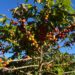 Dia Nacional do Café: conheça características da espécie arábica, cultivada por Sabrina Sato em fazenda no interior de SP